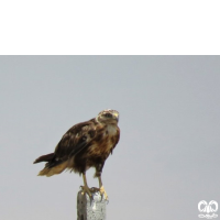 گونه سارگپه پا بلند Long-legged Buzzard